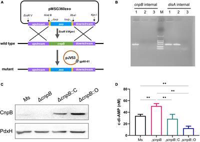 c-di-AMP Accumulation Regulates Growth, Metabolism, and Immunogenicity of Mycobacterium smegmatis